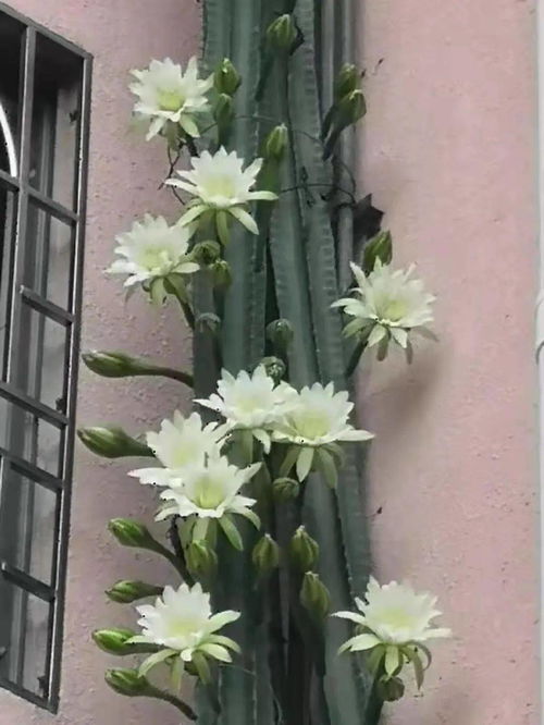 龙骨开花是什么兆头 龙骨多少年开一次花