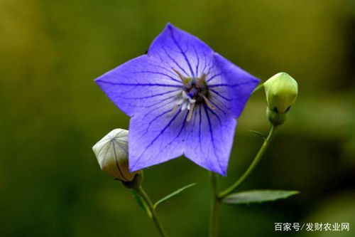 10种代表夏天的植物 夏季独有的植物