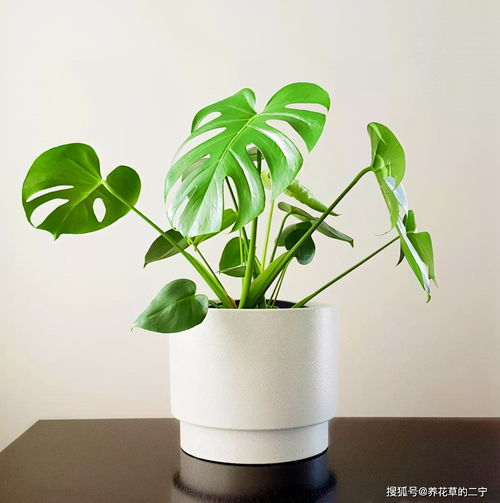 龟背竹适合什么属相 哪些人不适合养龟背竹