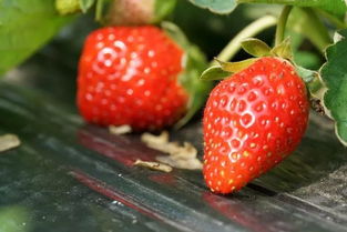 10月份种草莓当年能结吗 9月份可以种草莓吗