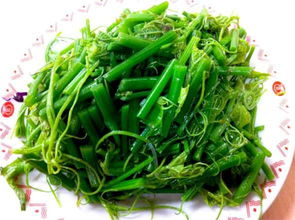 龙须菜有几种啊 什么是龙须菜图片