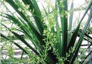 龙血树几年才开一次花 家里千万别养龙血树