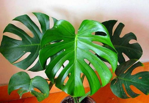 龟背竹换盆后为啥蔫了 龟背竹最佳换盆时间