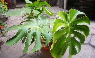 龟背竹放客厅大忌 龟背竹放哪里最旺财