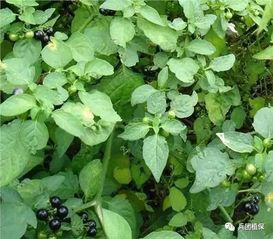 龙葵俗称叫什么 龙葵各地叫法