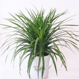 龙血树摆放最佳位置 家里千万别养龙血树