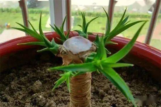 龙须树断头后还长吗 龙须树几月份剪掉头