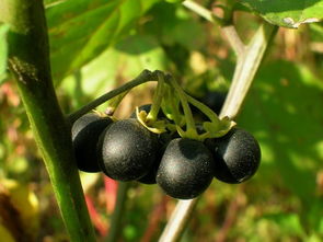 龙葵果的正确吃法 龙葵果一天最好吃几粒