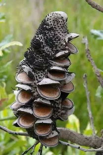 10种常见有趣的植物 世界上最奇葩的30种植物