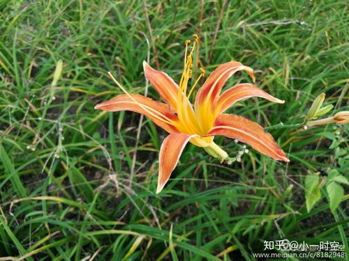 七绝·萱草花 苏轼萱草的古诗