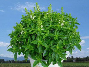 七里香对人体有害吗 七里香有毒吗能放在卧室吗