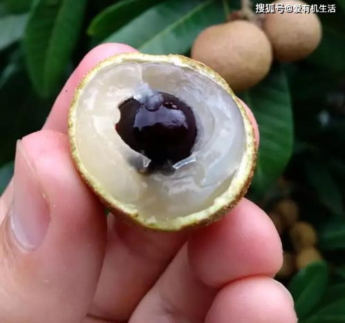 七月份龙眼能吃吗 9月份还有龙眼吗