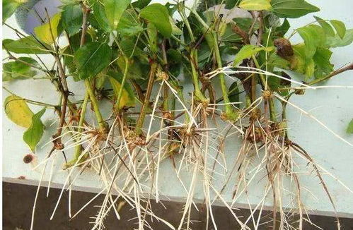 万能生根剂配方 最强的生根膨根壮苗配方