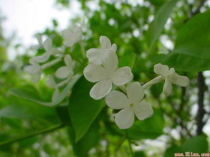 丁香花的花语 丁香花为什么叫鬼花