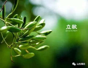 七八月份能种姜吗 立秋后可以种生姜吗