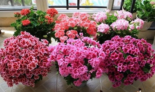 七月开的20种花 七月最具代表性的花