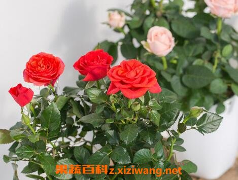 七月份种玫瑰花能活吗 玫瑰花浇水的正确方法