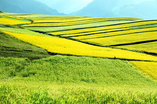 七月份有油菜花吗 八月份有油菜花吗