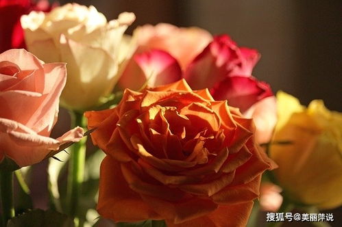 七夕节一般几朵花 代表七夕节的花