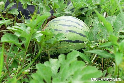 七月份可以种露地西瓜吗 种植西瓜用什么肥料最佳