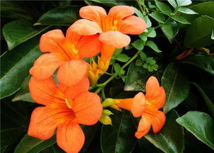 七绝赞美凌霄花 李白写凌霄花的诗