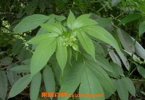 七叶莲神奇止痛 七叶莲止痛特效