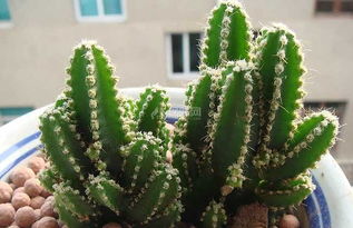 万重山摆放风水禁忌 万重山什么人不能养