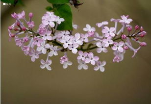 丁香花比喻什么样的人 丁香花歌曲表达含义