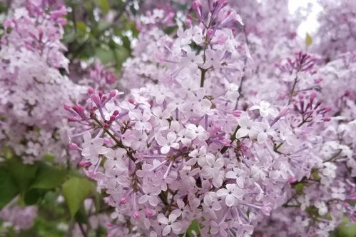 丁香花歌曲 原唱 丁香花为什么是禁歌
