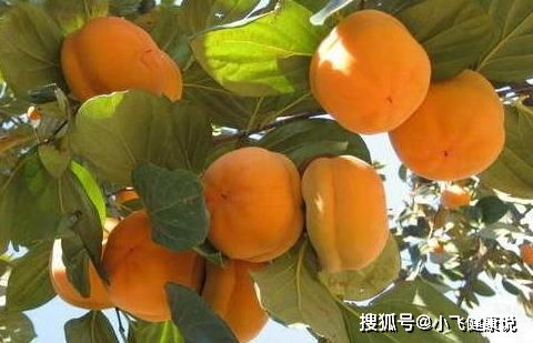 三种人不宜吃柿子 女人常吃柿子的好处