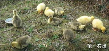 三个月大鹅分不清公母 大鹅分公母的最佳方法