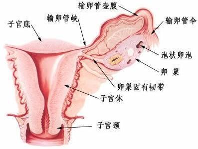三大激素是指什么 女性三大激素的比例