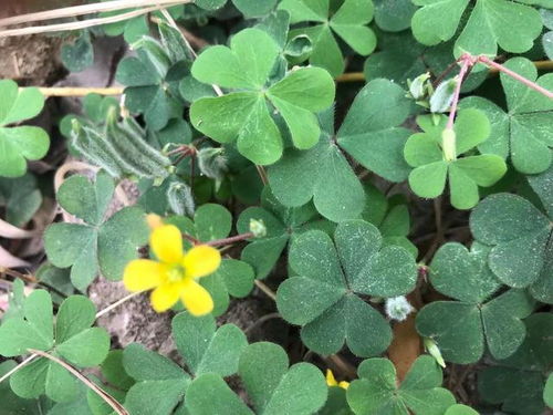 三叶酸草的功效与作用 三叶酸草图片