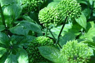 三七花不能和什么同吃 三七花副作用吓人