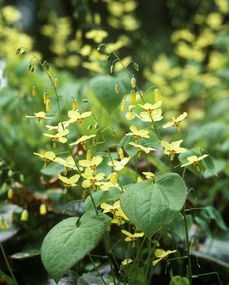 三枝九叶草泡水喝多久见效 九叶三枝草男人喝多久能壮阳