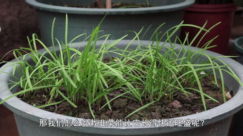 三伏天可以栽韭菜吗 入伏不吃韭菜是啥意思