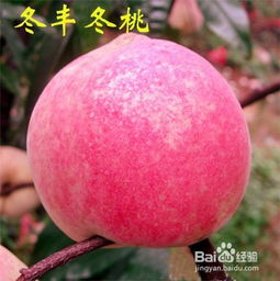 三个晚熟桃子品种 特大特甜特早熟桃品种