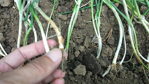 三伏天大葱能不能浇水 立秋后大葱能浇水吗