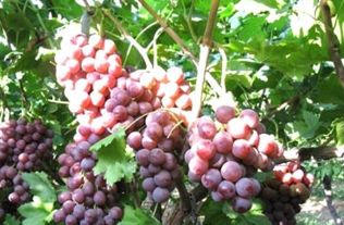 七月移栽葡萄树会活吗 葡萄树八月份能栽活吗