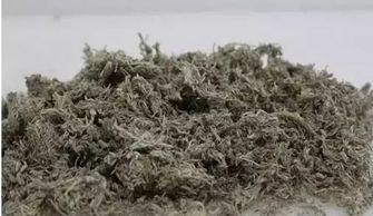 三伏天喝茵陈水好吗 茵陈水一天喝多少最好