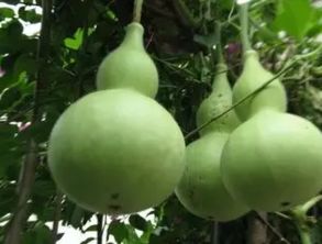 三种人不宜吃葫芦瓜 与葫芦瓜相克的食物