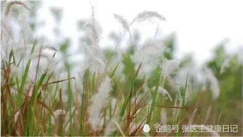 三种人不能吃白茅根 一味白茅根能治6种病