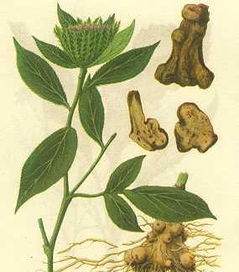 三种人不能吃白术 三种人坚决不能吃白术