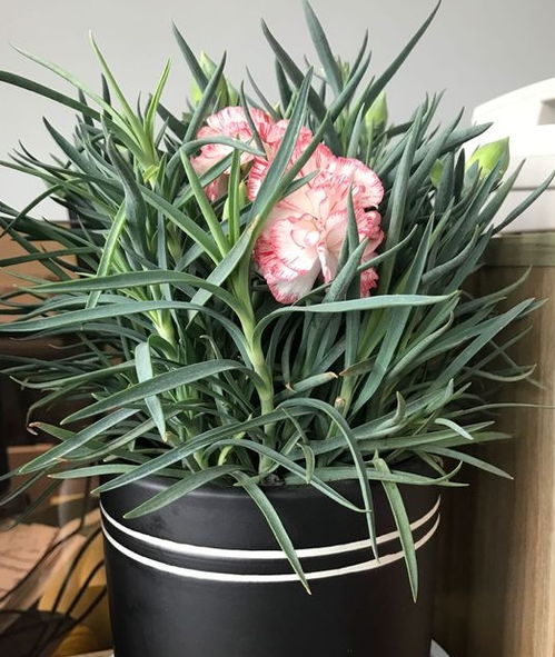三种最香的花 十大香味最香的花