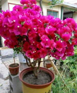 三角梅看叶子判断品种 三角梅的叶子图片大全