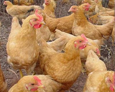 三黄鸡多少钱一斤 鸡的市场价多少钱一斤