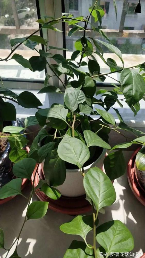 三角梅没有木质化就打顶了 三角梅有一根猛长什么情况啊