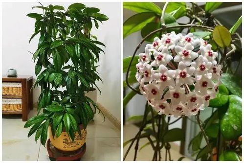 不会开花的植物叫什么 100种不开花绿叶植物花名