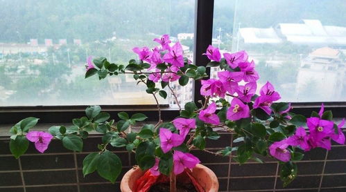 三角梅怎样催花 如何让三角梅开花爆满