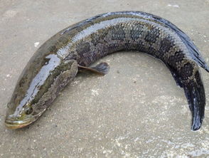 不吃黑鱼的民间说法 吃黑鱼的七大禁忌